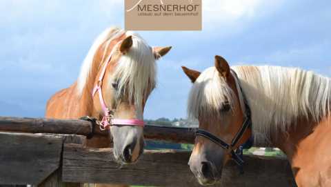 Vacanze a cavallo al Mesnerhof